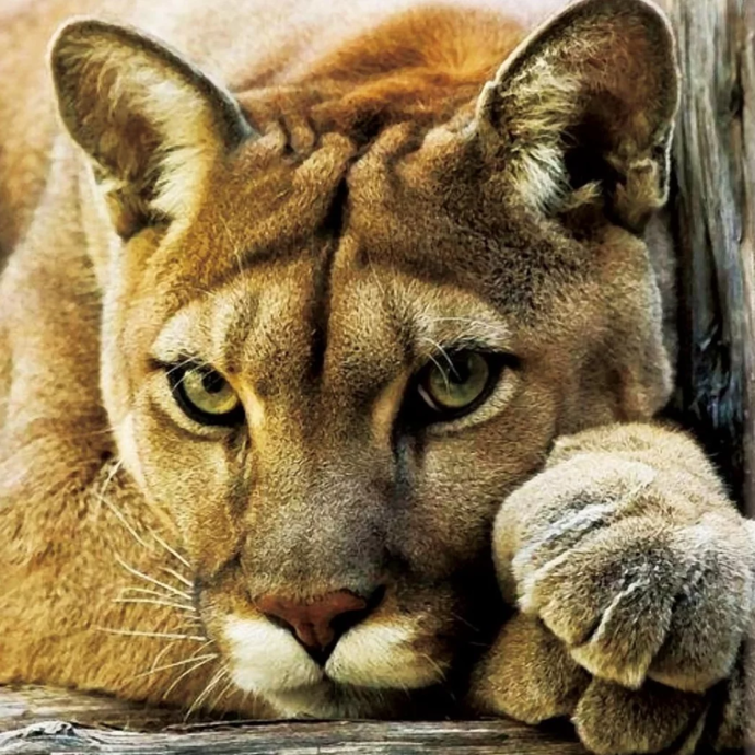 Cross stitch kit "Puma"